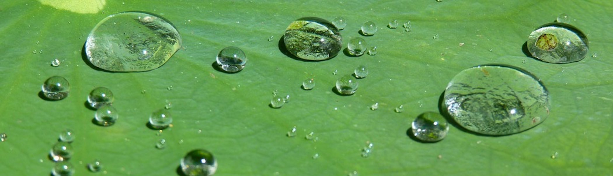 Xl raindrops on lotus leaf